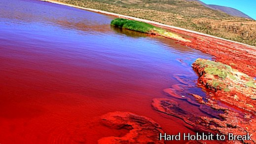 Červená lagúna