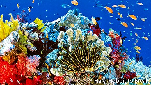 pra-bariéra-de-koralové