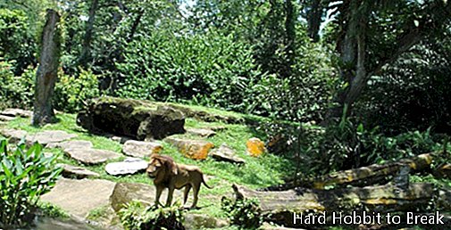 Ζωολογικός κήπος Σιγκαπούρης