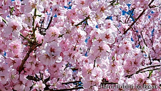 Kirsi-jaapani