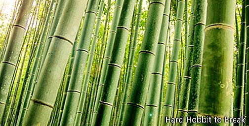 Bambusový les Kyoto2