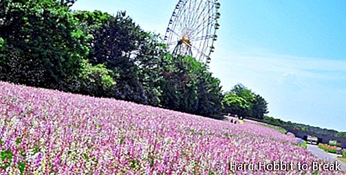 Giappone Hitachi Park4
