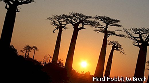 Baobabs की घाटी