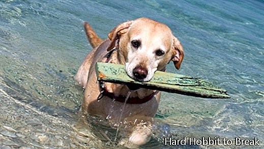 anjing di pantai