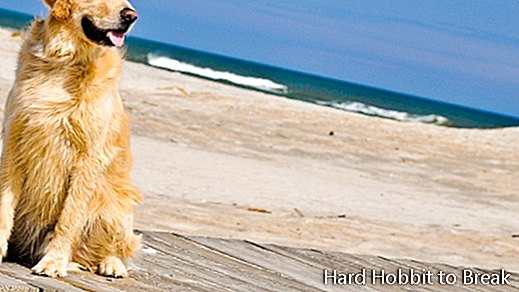 пляжная собака
