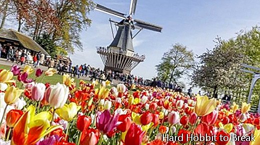هولندا - زهور التوليب