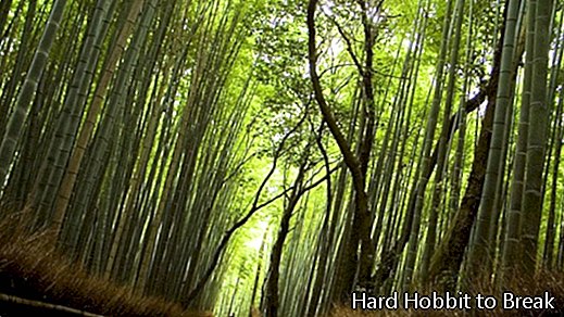 Sagano bambusa mežs