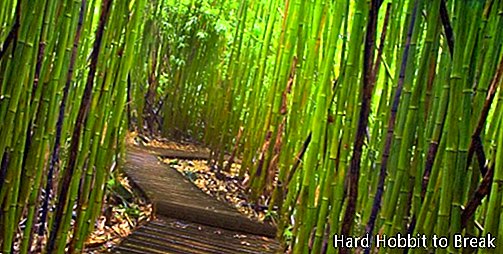 Bambusa mežs Kyoto1