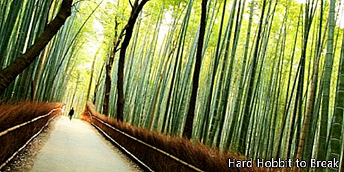 Bambusa mežs Kyoto3