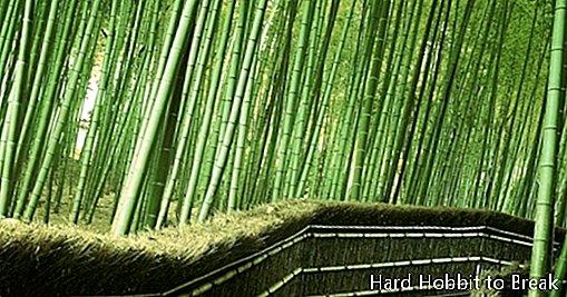 Bambusa mežs Kioto