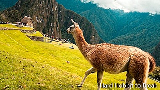 Machu-Picchu-Lama