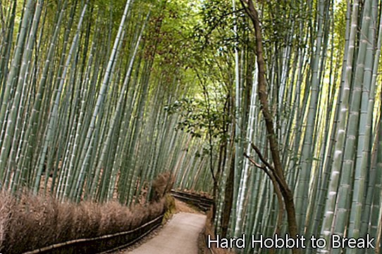 bambusové cesty arashimy v Kjótu