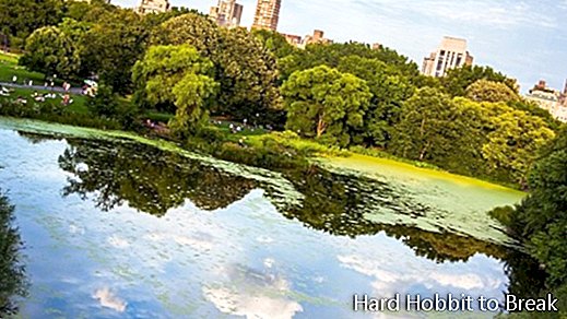 Central Park-