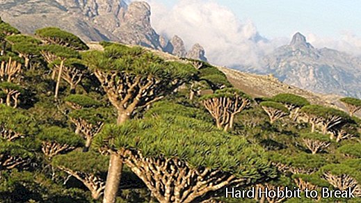 Socotra Yemen2